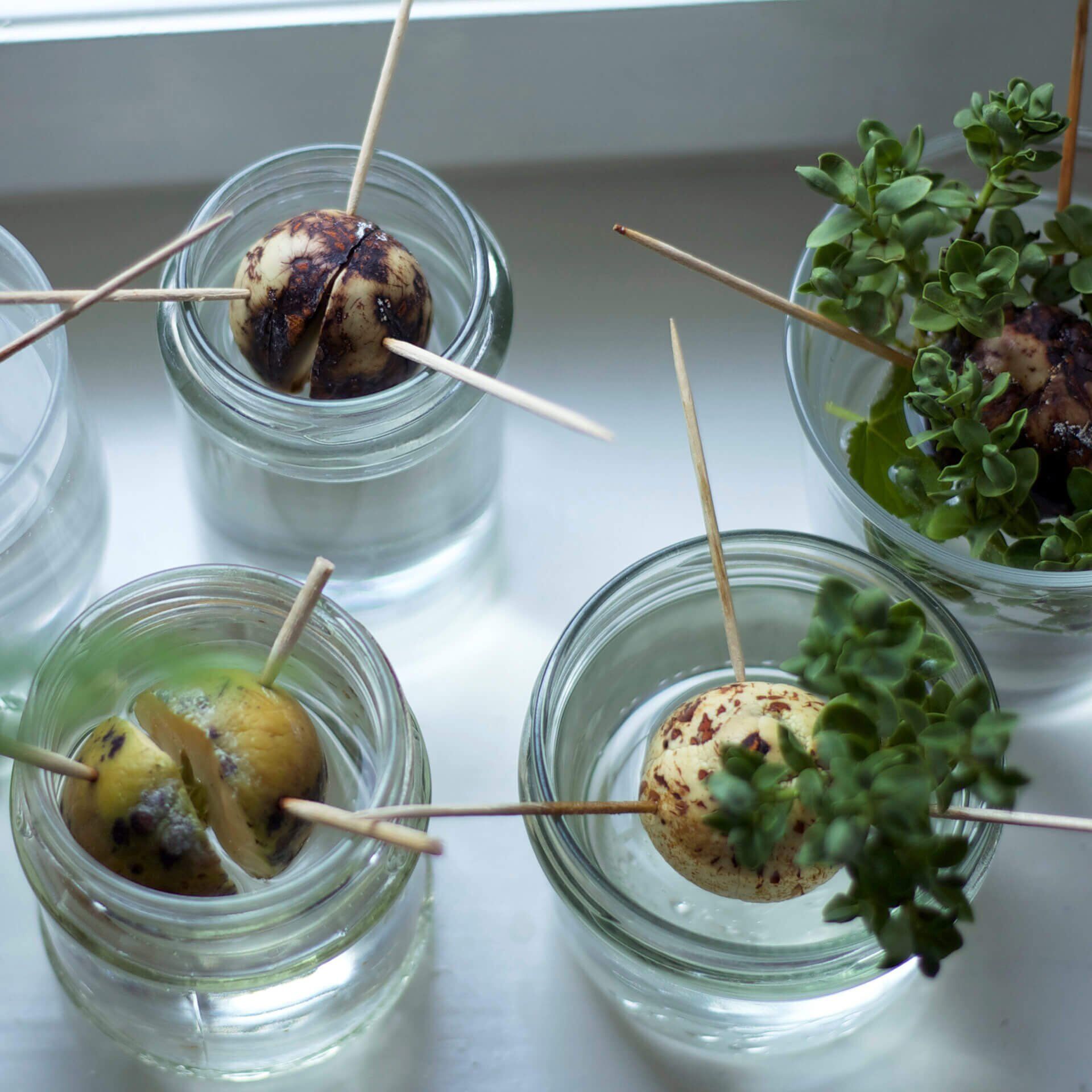 Zahnstocher Eco, 500 St., FSC™-zertifizierte Birke